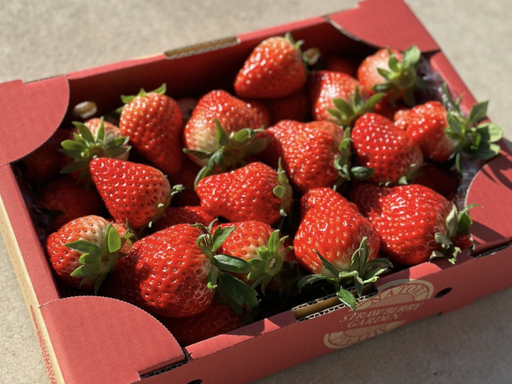 新鮮朝採り🍓完熟いちご✨『宮城県産いちご4パック(約1kg)』：宮城県