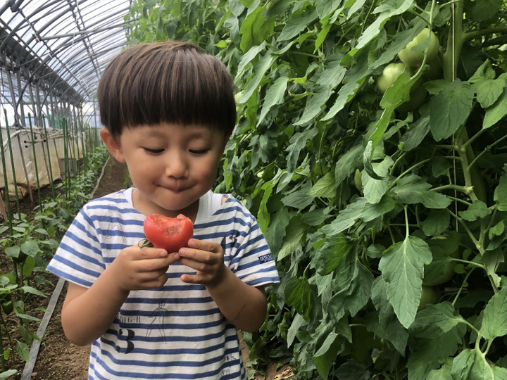 トマトなどの野菜も栽培しています