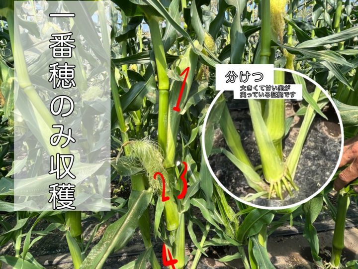 一番穂のみの収穫