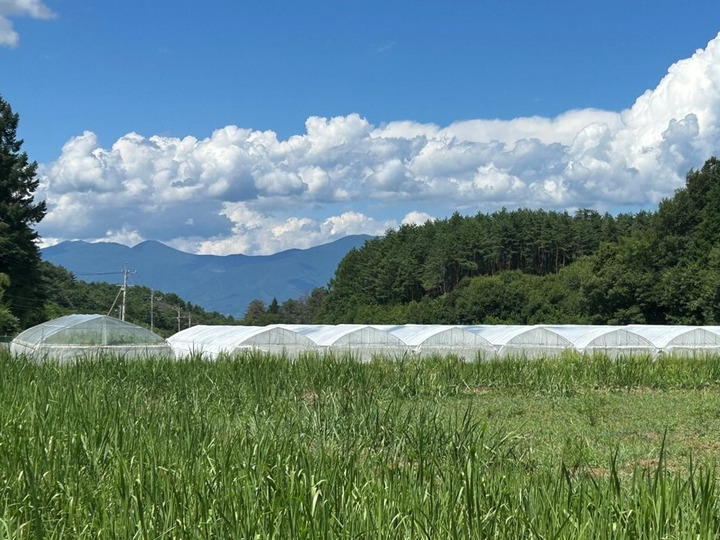 〈長野県産〉白いちご 約600g ★クール便送料込★ 贈答用＞ 白いちご（6粒入×4パック） ☆クール便☆：長野県産の天使の