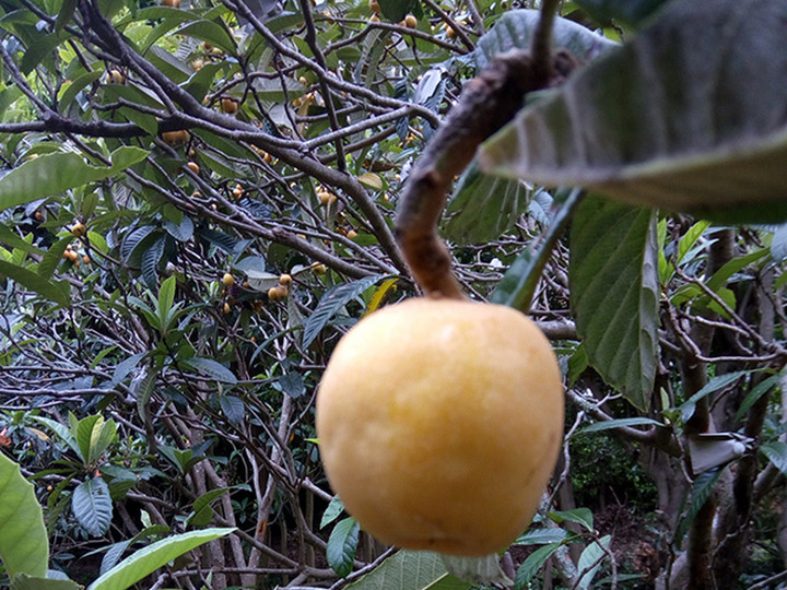 肥料はできるかぎり少なく