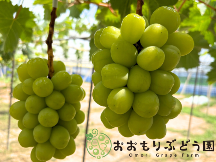 7月下旬収穫】【詰合せC】1kg 岡山県産シャインマスカット ご自宅用1
