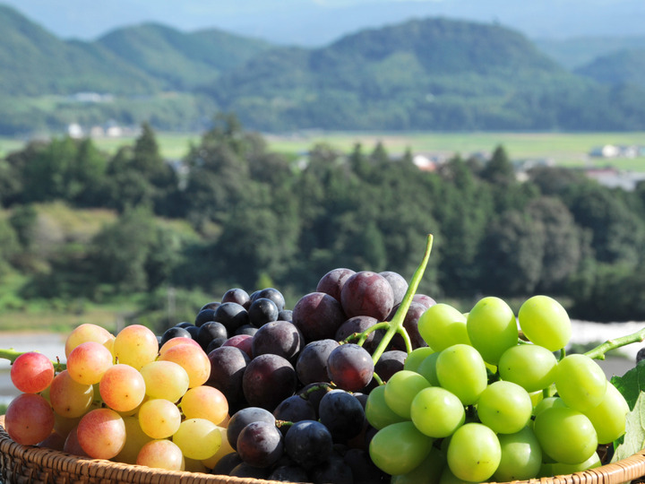 濃縮果実》ぶどう4種のドライフルーツ50g『シャインマスカット