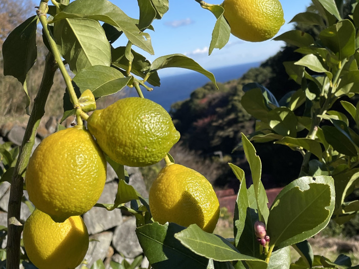 生産者のこだわり