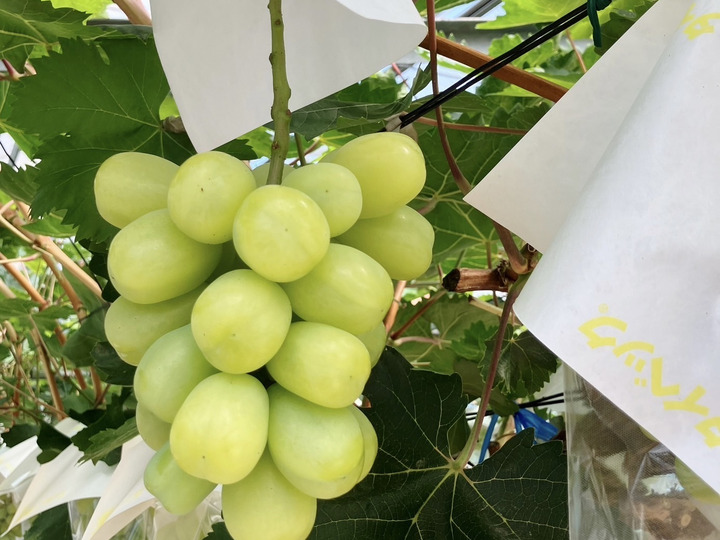 鮮度にこだわるグリーンバード葡萄園