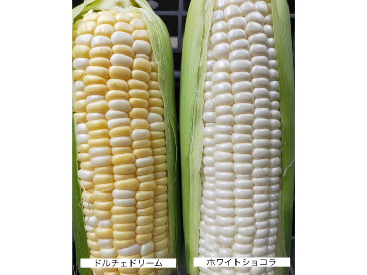 生でも食べられるあまーいとうもろこし
