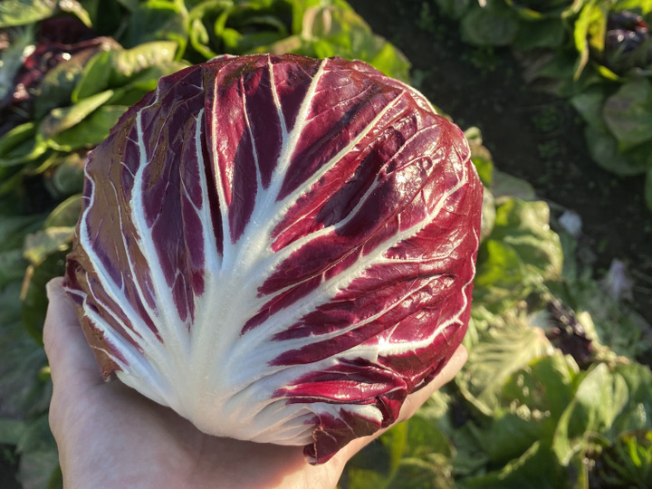 できるだけ安心に、毎日野菜を。