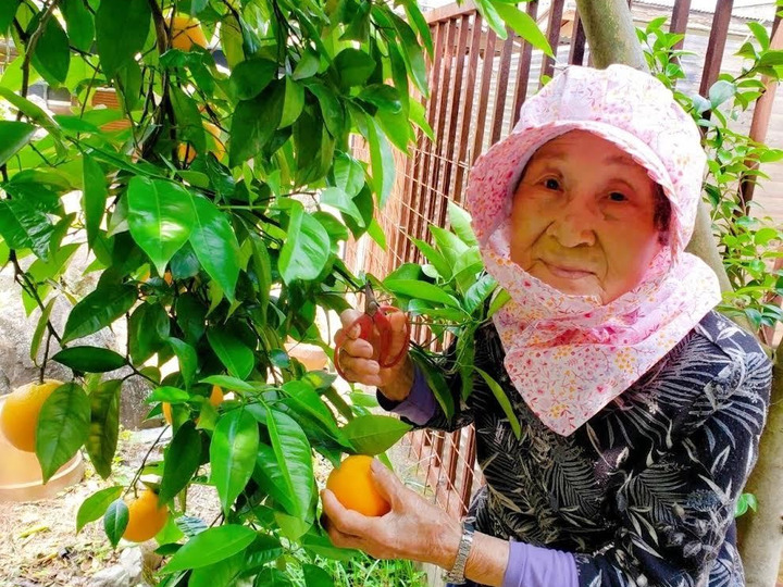 朝市限定】3kgとみこばぁばのバレンシアオレンジ【希少種】：和歌山県産のみかん・柑橘類｜食べチョク｜産地直送(産直)お取り寄せ通販　農家・漁師から旬の食材を直送