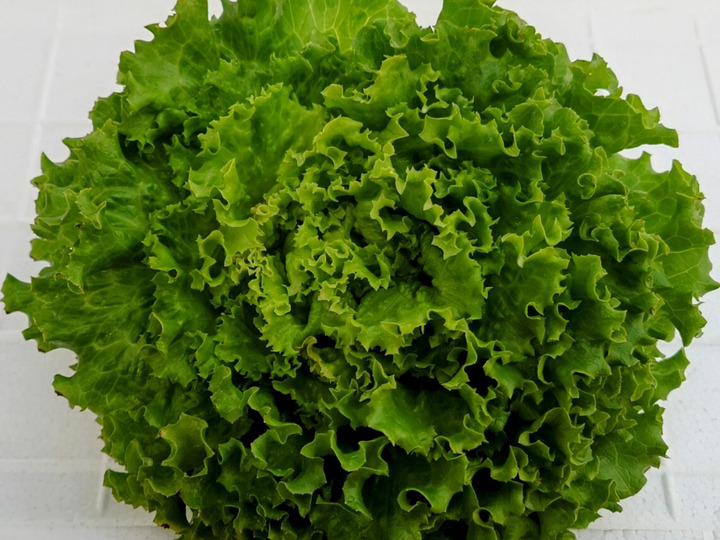 買い誠実 低硝酸塩野菜】新鮮リーフレタスセット1.3kg(8〜10株)たっぷり 野菜