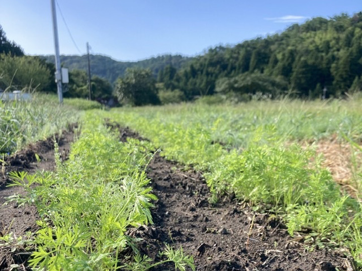 肥料 農薬 除草剤 不使用