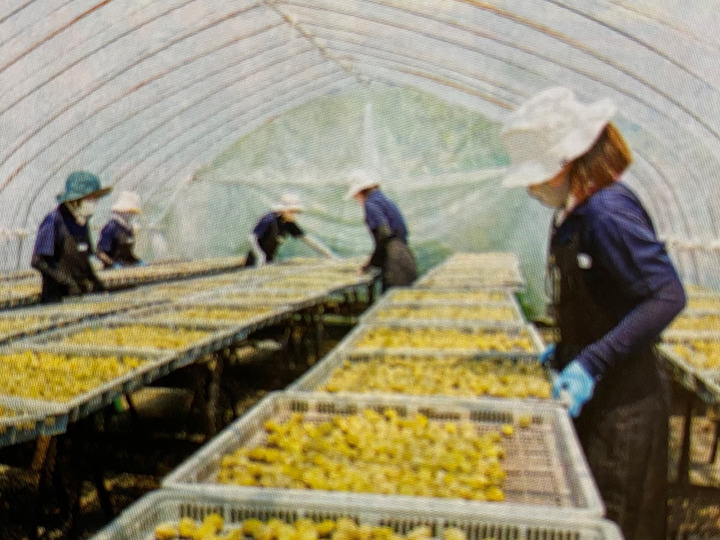 生産者のこだわり