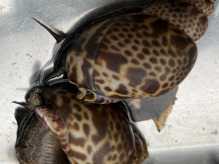 浜小屋からクール便で直送します。