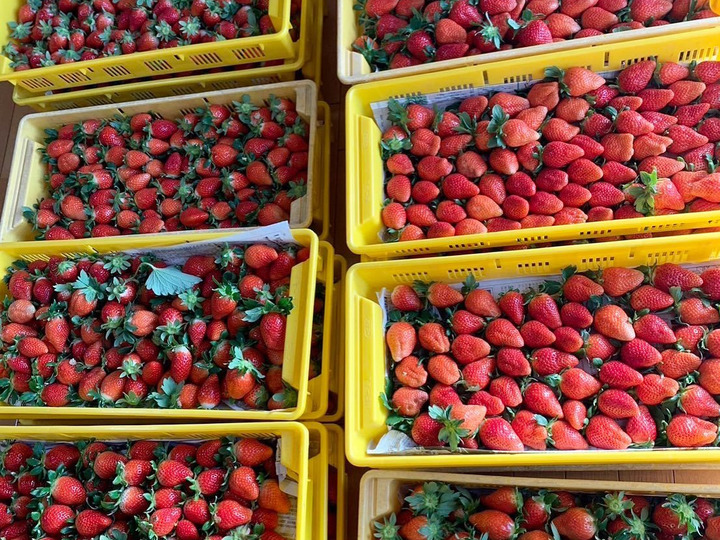 あまりん・べにたま】食べ比べ2パック(500g)🍓：埼玉県産の