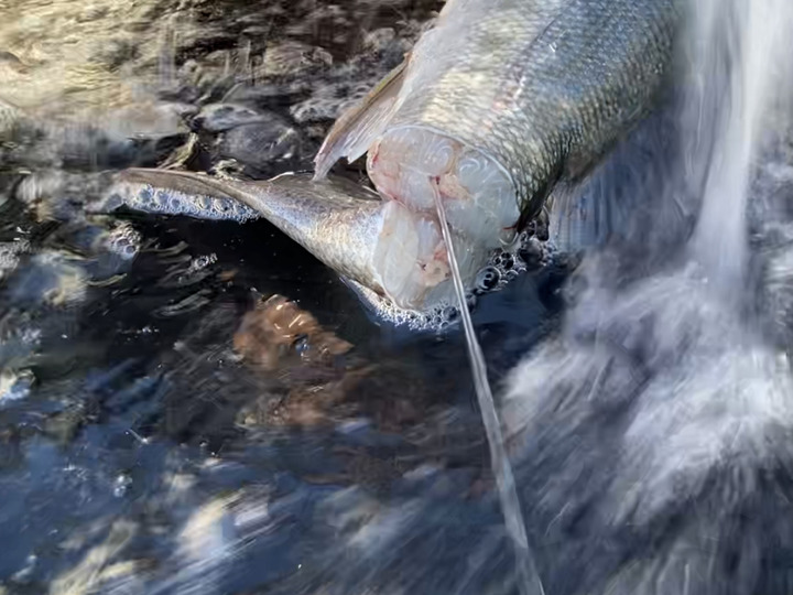 魚の締め方