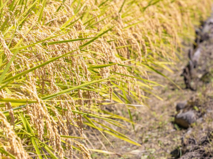 令和7年新米】コシヒカリ 玄米 20kg：埼玉県産のお米｜食べ