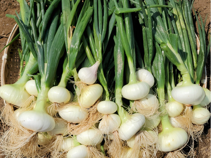 美味しいお野菜をたくさんの方に