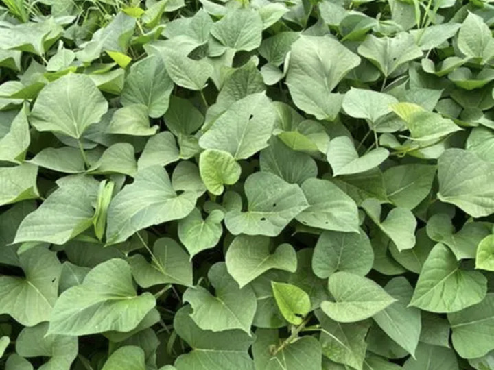 よなえの紹介 大阪府 食べチョク 農家 漁師の産直ネット通販 旬の食材を生産者直送