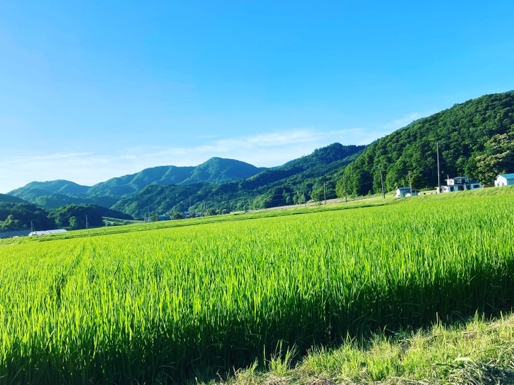 北海道の自然の恵みで出来たお米