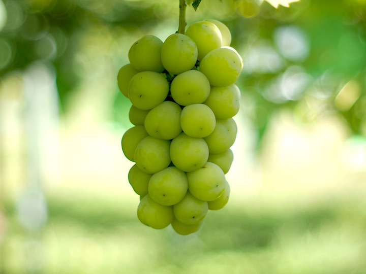 果物が美味しく育つ恵まれた気候条件がそろっています。