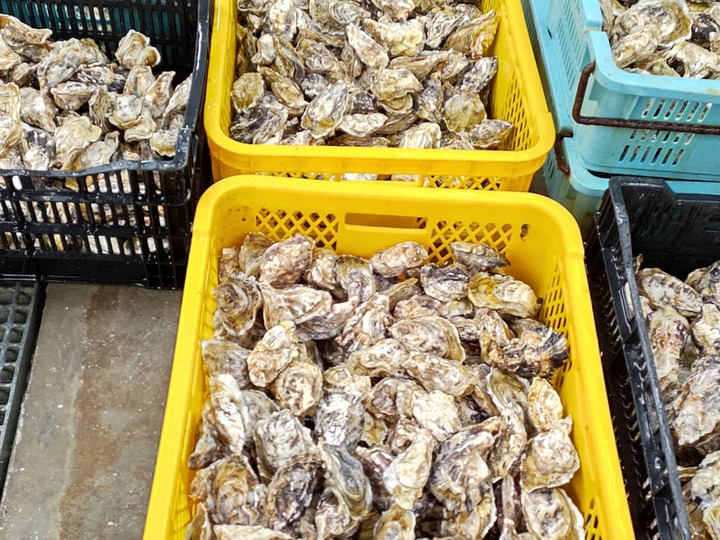 刺身最高 鮮魚 コノシロ 熊本県産 食べチョク 農家 漁師の産直ネット通販 旬の食材を生産者直送 刺身最高 鮮魚 コノシロ 熊本県産 食べチョク 農家 漁師の産直ネット通販 旬の食材を生産者直送