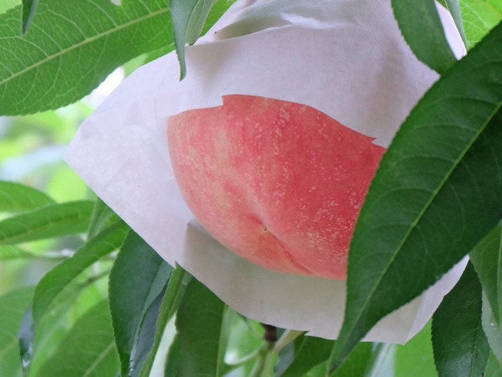 生産者のこだわり