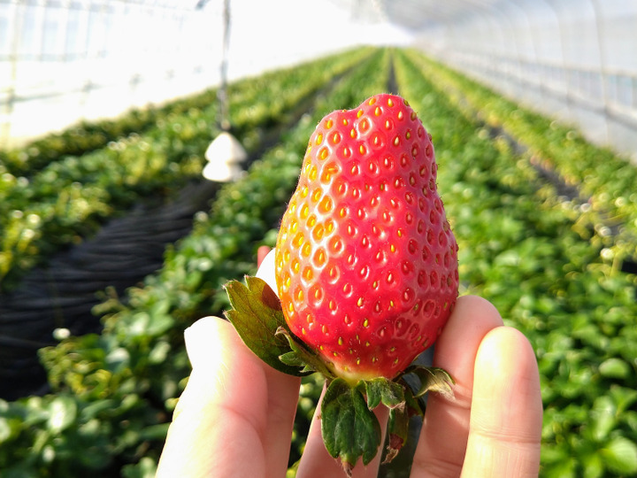 生産者のこだわり