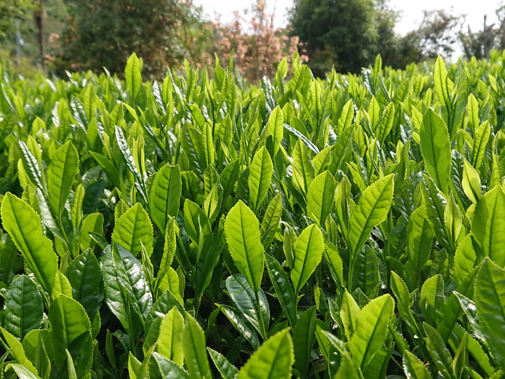 お茶・茶葉 農薬・肥料不使用 緑茶 新茶（2022） 玉露 さみどり 加茂自然農園のお茶：京都府産の日本茶｜食べチョク｜産地直送(産直)お取り寄せ通販  - 農家・漁師から旬の食材を直送