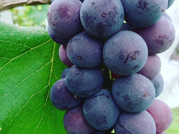 信（しん）ちゃん果樹園へのレビュー・商品：福岡県｜食べチョク｜産地