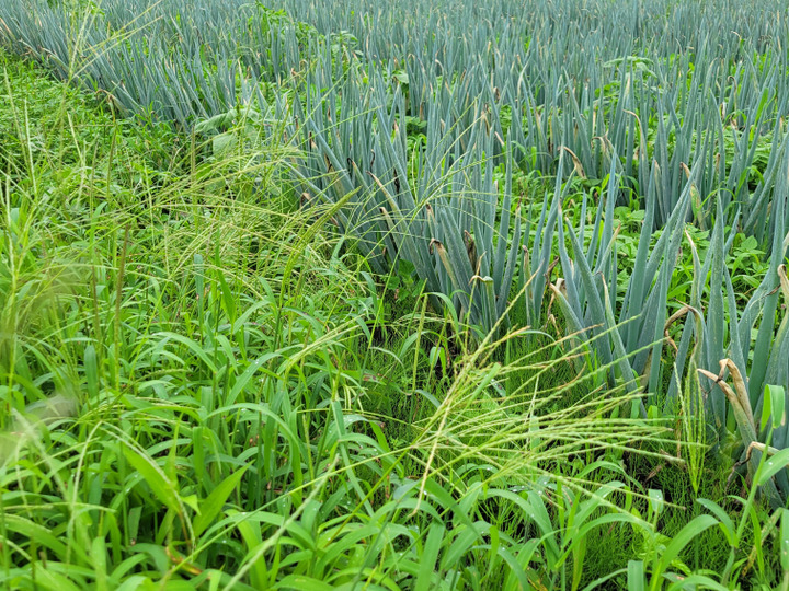この値段今だけ！自然栽培キャベツ 3キロ：青森県産の野菜｜食べチョク