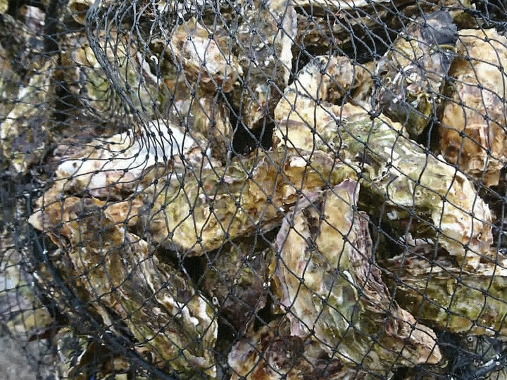 大村湾産 殻付き牡蠣