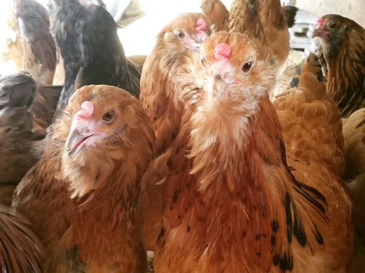 考える鶏たちがどんな暮らしをするか?
