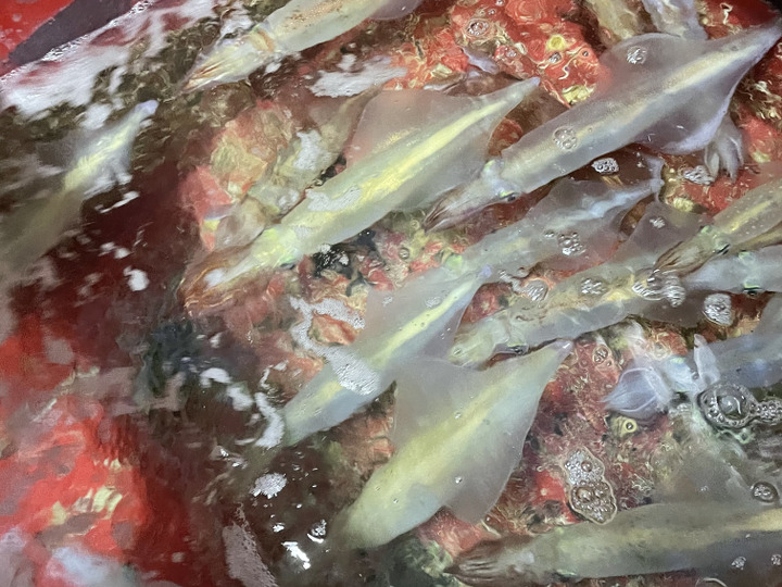 生産者のこだわり