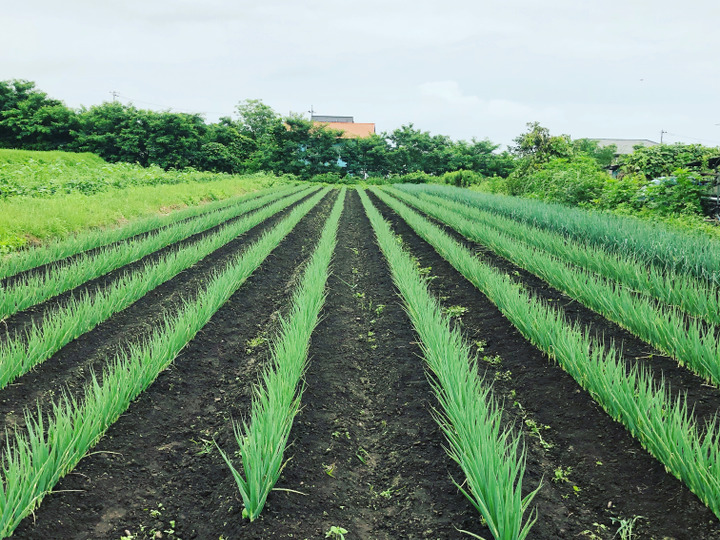 美しい野菜は、美しい畑から