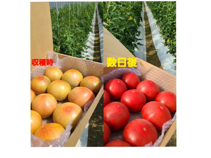 生産者のこだわり