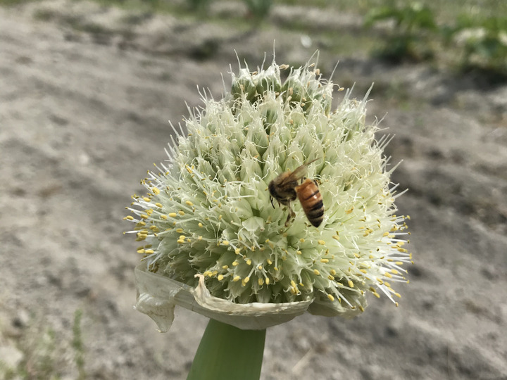 自然栽培】新じゃが・新にんにく・玉ねぎセット：徳島県産の野菜