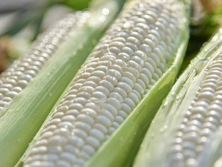 我が子のように、栽培期間中毎日管理🌽
