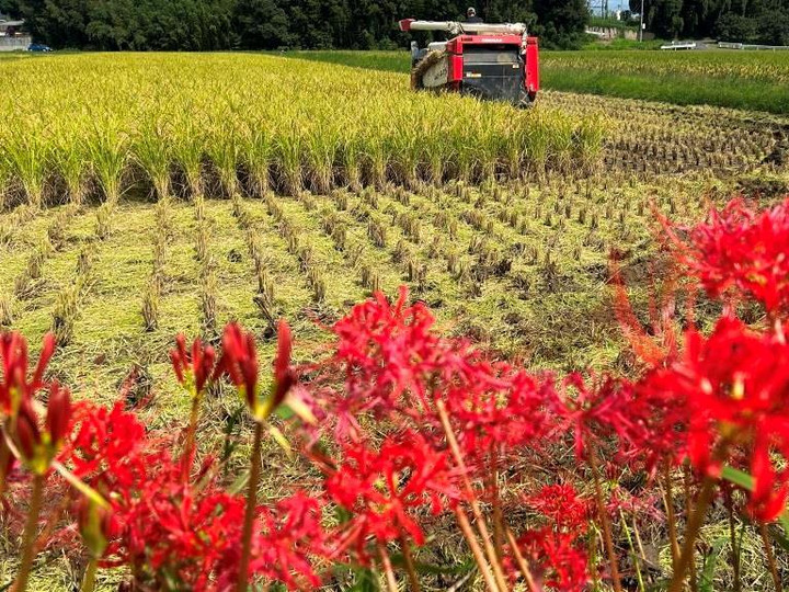 自然栽培】農薬・肥料不使用の裸麦（玄麦）600g：福岡県産の大麦
