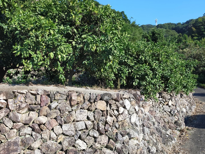 水はけの良い石垣の段々畑🍊
