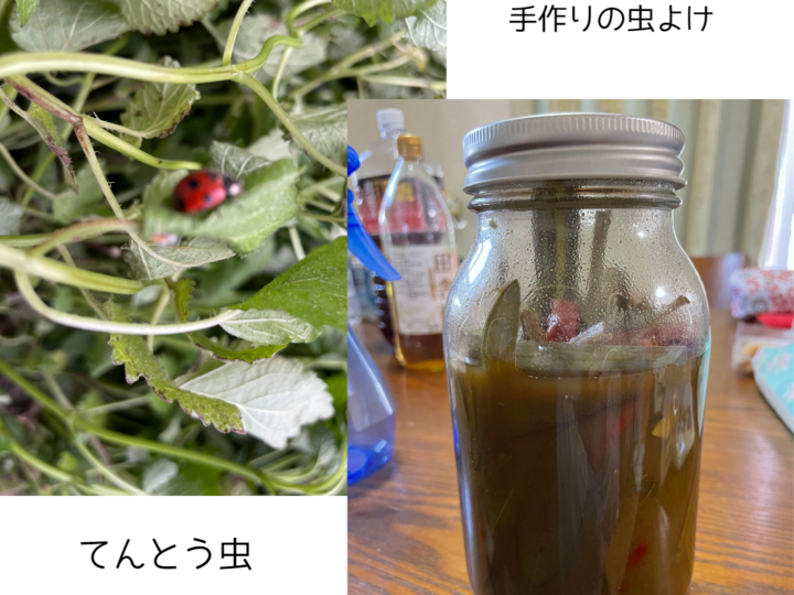 生産者のこだわり