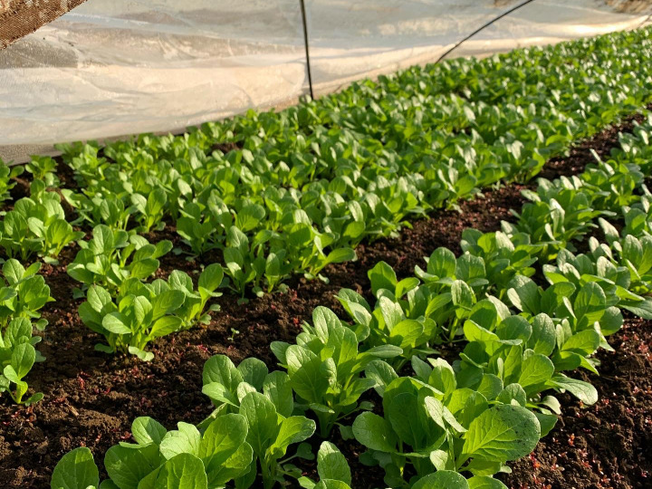 有機JAS認定!安心。安全。美味しい無農薬野菜!