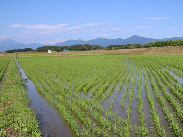 自然薯のくわはらの紹介 熊本県 食べチョク 農家 漁師の産直ネット通販 旬の食材を生産者直送