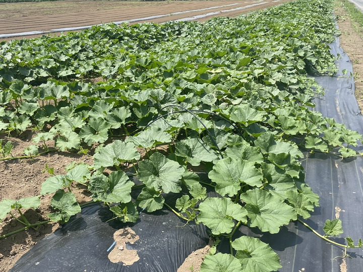埼玉県の深谷野菜をお届けします。