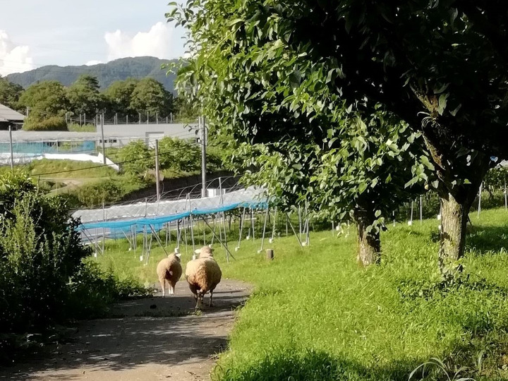 羊たちが草刈りスタッフとして大活躍!