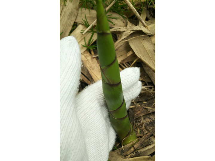 天然山菜】月山筍 1㎏ 【朝採り】：山形県産の根曲がり竹｜食べ