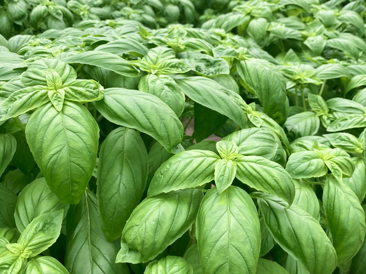 最短即日出荷】フレッシュスイートバジル 250g：大分県産のバジル