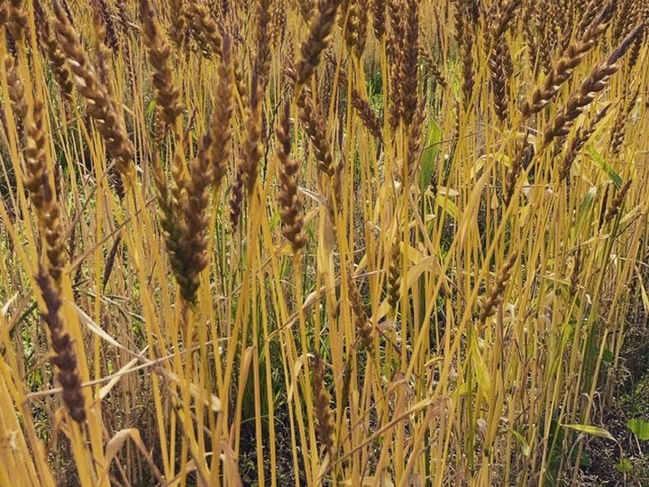 土に入れるのはそこにある草