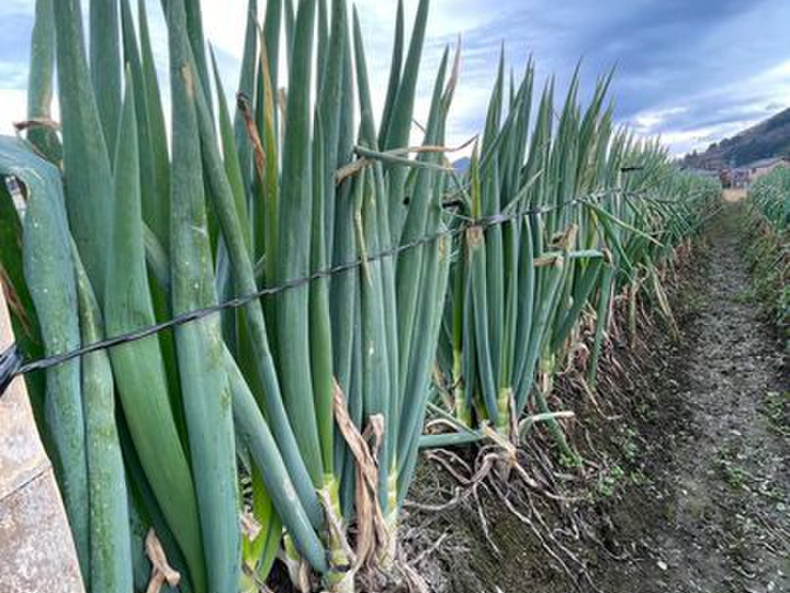 野菜本来のおいしさは、食の感動を思い出させてくれます。