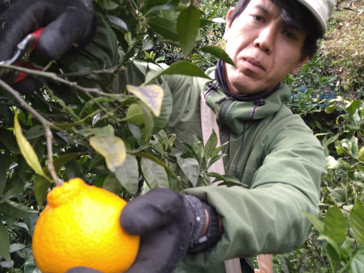 愛媛県産 温州みかん・南柑20号 ご家庭用10kg（箱込）：愛媛県