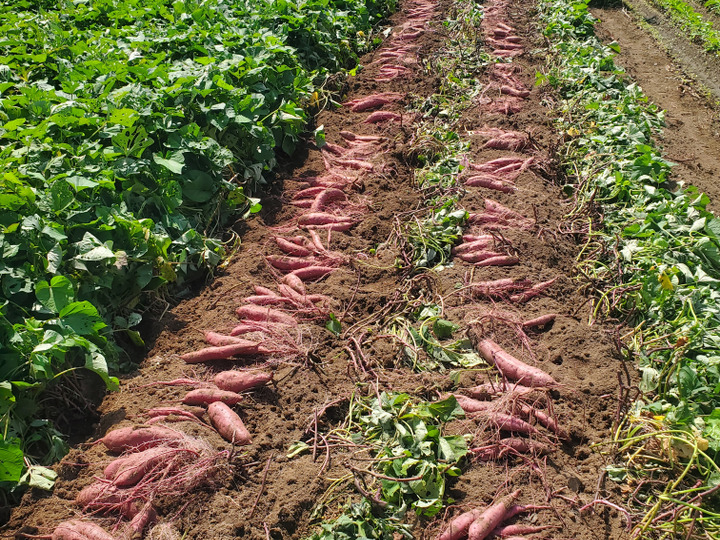 開催中セール一覧 焼芋サイズ2.5kgしっとり食感！熟成済べにはるか：茨城県産のべ 野菜