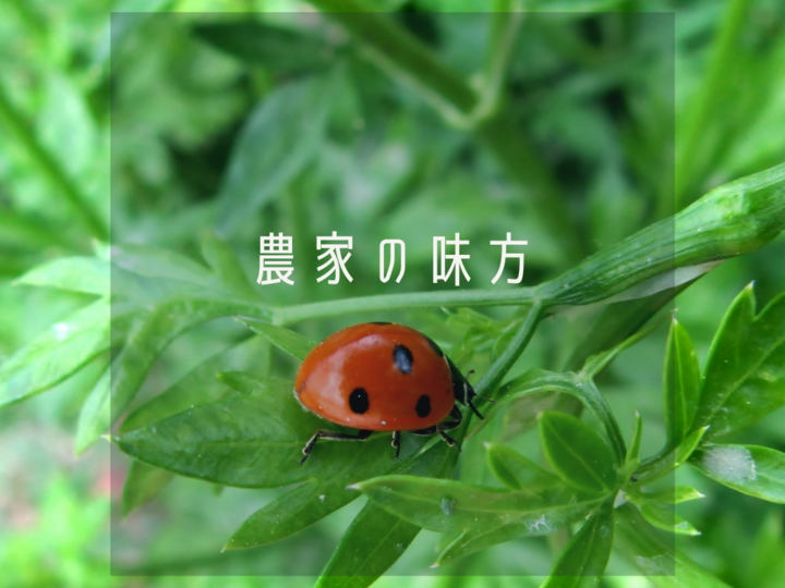 農薬・化学肥料不使用